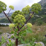Angelica Honey from the Salair Region: A Herbal-Spiced Taste of the Taiga