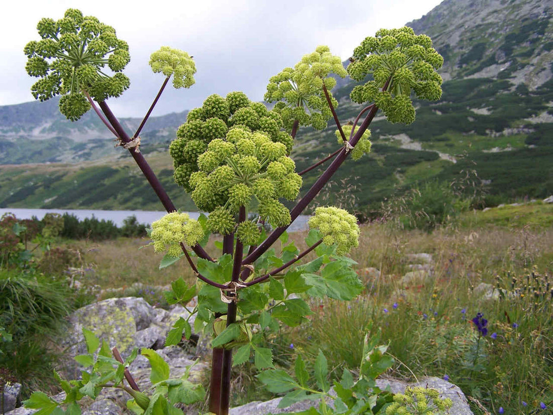 Angelica Honey from the Salair Region: A Herbal-Spiced Taste of the Taiga