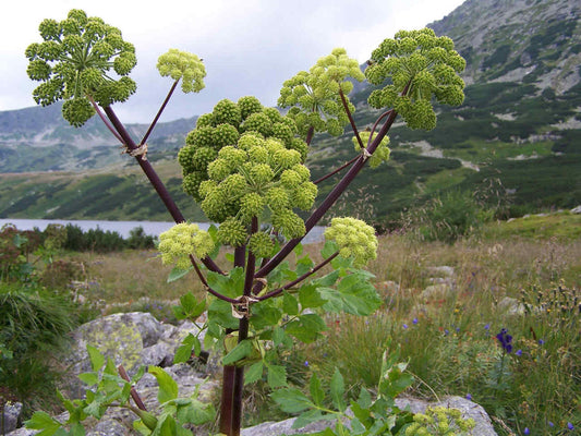 Angelica Honey from the Salair Region: A Herbal-Spiced Taste of the Taiga