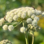 The Gifts of Salair: A Unique Land and the Precious Honey of the Taiga