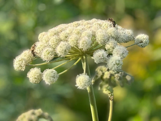 The Gifts of Salair: A Unique Land and the Precious Honey of the Taiga